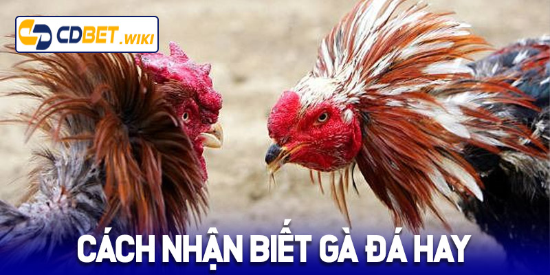 Cách nhận biết gà đá hay