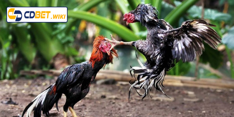 Nhận biết gà đá hay qua màu lông và kích thước