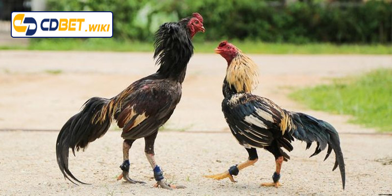 Phương pháp phổ biến để nhận biết gà chọi đá hay