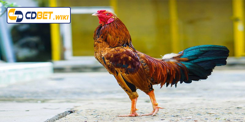 Các đòn đánh và lối đá đặc trưng của gà chọi