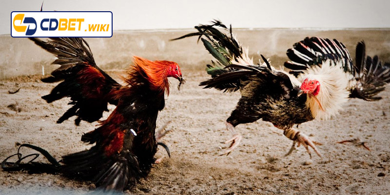 Lưu ý khi nhận biết gà đá hay