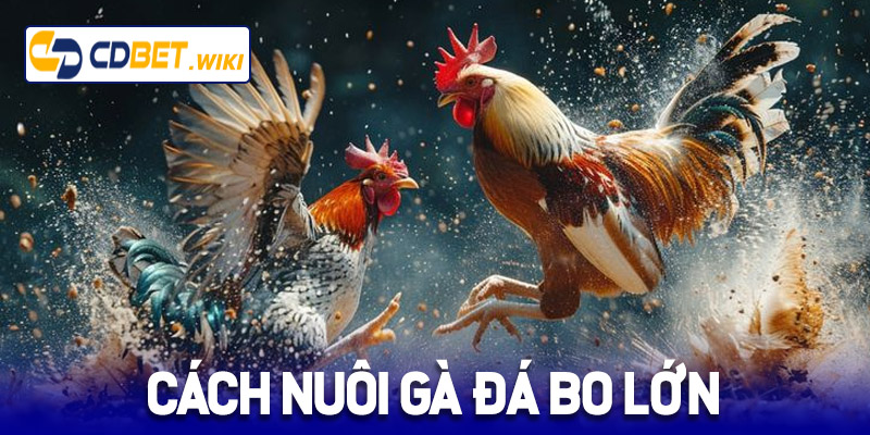 cách nuôi gà đá bo lớn