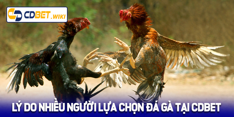 Lý do nhiều người lựa chọn đá gà tại nhà cái Cdbet