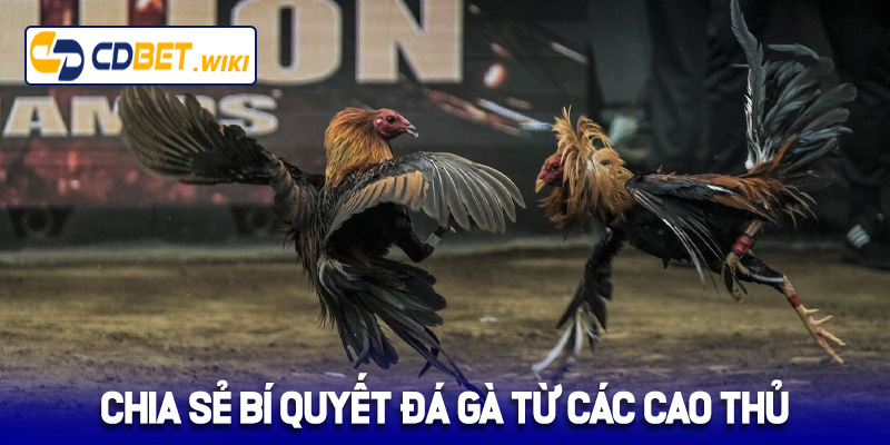 Chia sẻ bí quyết đá gà từ các cao thủ tại Cdbet