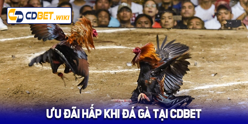 Ưu đãi hấp dẫn khi đá gà tại Cdbet