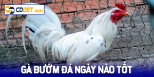 gà bướm đá ngày nào tốt