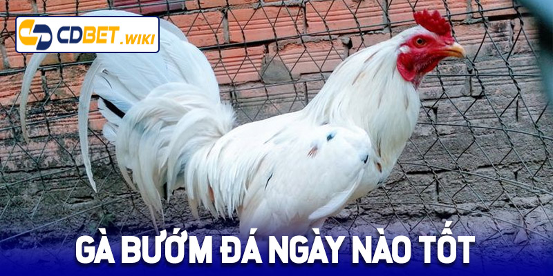 gà bướm đá ngày nào tốt