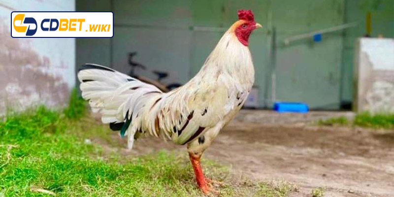 Lý do việc chọn ngày đá gà bướm lại quan trọng