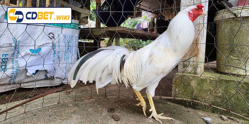 Yếu tố quyết định ngày đá gà bướm thuận lợi