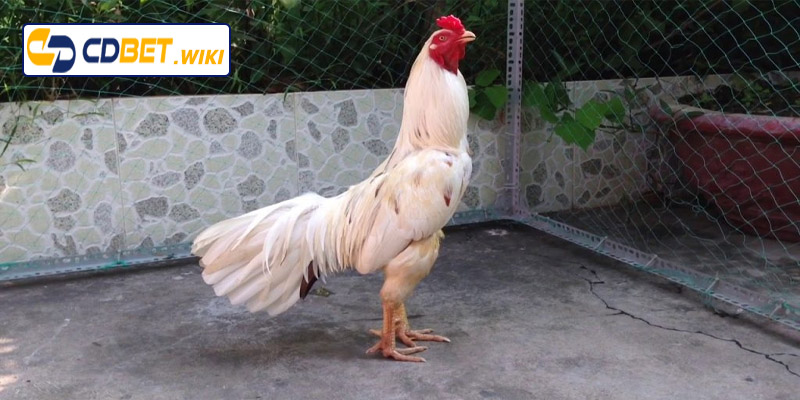 Kết hợp các yếu tố để có ngày đá gà bướm tốt nhất 