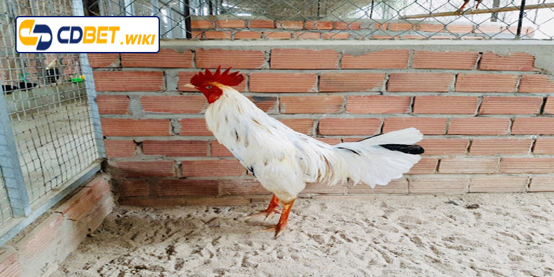 Ngày đá gà bướm thuận lợi nhất trong năm